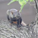 Fox squirrel (melanistic)