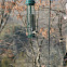 Tufted Titmouse