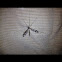 Large Crane Fly