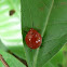 Fungus beetle