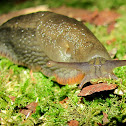 Red slug