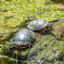 Eastern Painted Turtle
