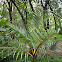 Bottle Palm