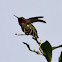 Anna's Hummingbird