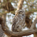 Spotted owlet