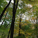 Oak Tree