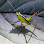 female katydid nymph