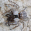 Jumping spider