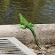 Iguana Verde