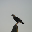 northeastern crested caracara