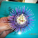 Passion fruit flower