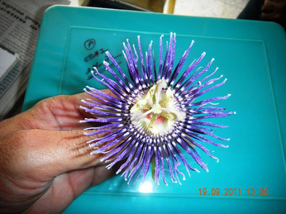 Spotting Image 1