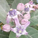 Crown Flower