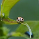 Ladybird Beetle