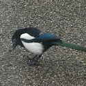 Magpie