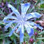 Common Chicory