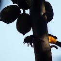 Oriole, yuyum, bolsero