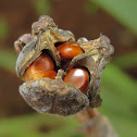African Iris (seed)