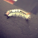 White-marked tussock moth (larva)