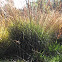 Sedge