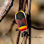 Harlequin Bug