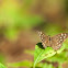Speckled Wood