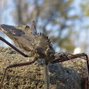 Wheel Bug