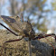 Wheel Bug