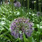 Globe Allium
