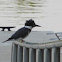 Belted Kingfisher