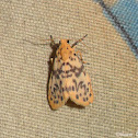 Footman Moth