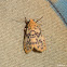 Footman Moth