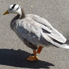 Bar-geaded Goose