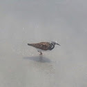 Ruddy Turnstone