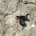 Northern ring-neck snake
