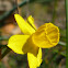 rush-leaf jonquil