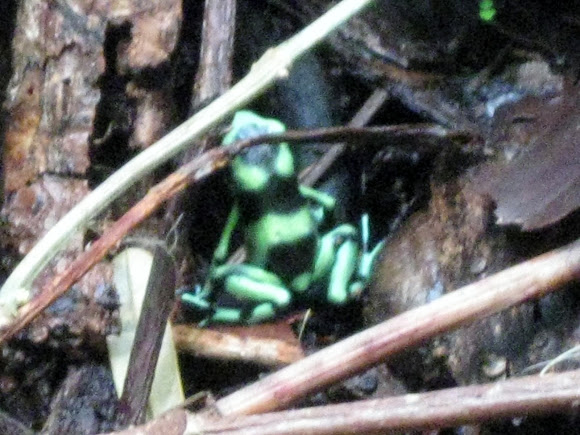 Spotting Image 1