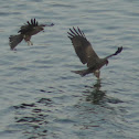 Black Kite