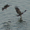 Black Kite