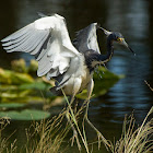Tricolored Heron