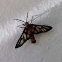 White Antenna Wasp Moth