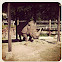 White Rhinoceros
