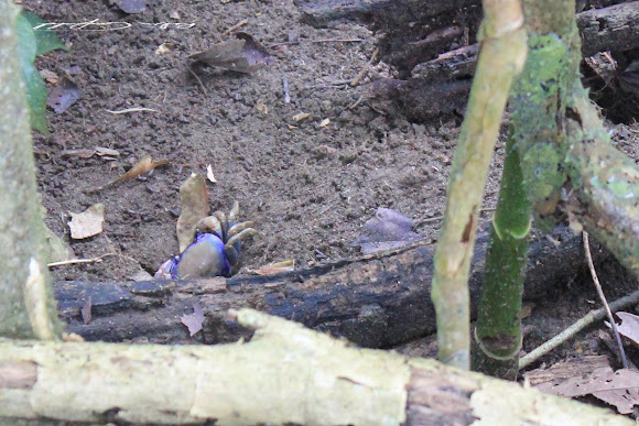 Spotting Image 1