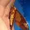 Regal Moth