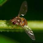 Marmalade Hoverfly