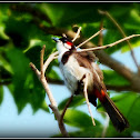 Red-whiskered Bulbul