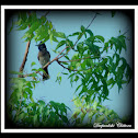 Red Wented Bulbul