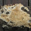 Poroid Crust Polypore mushroom 1