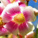 Carambola