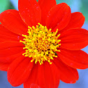Zinnia